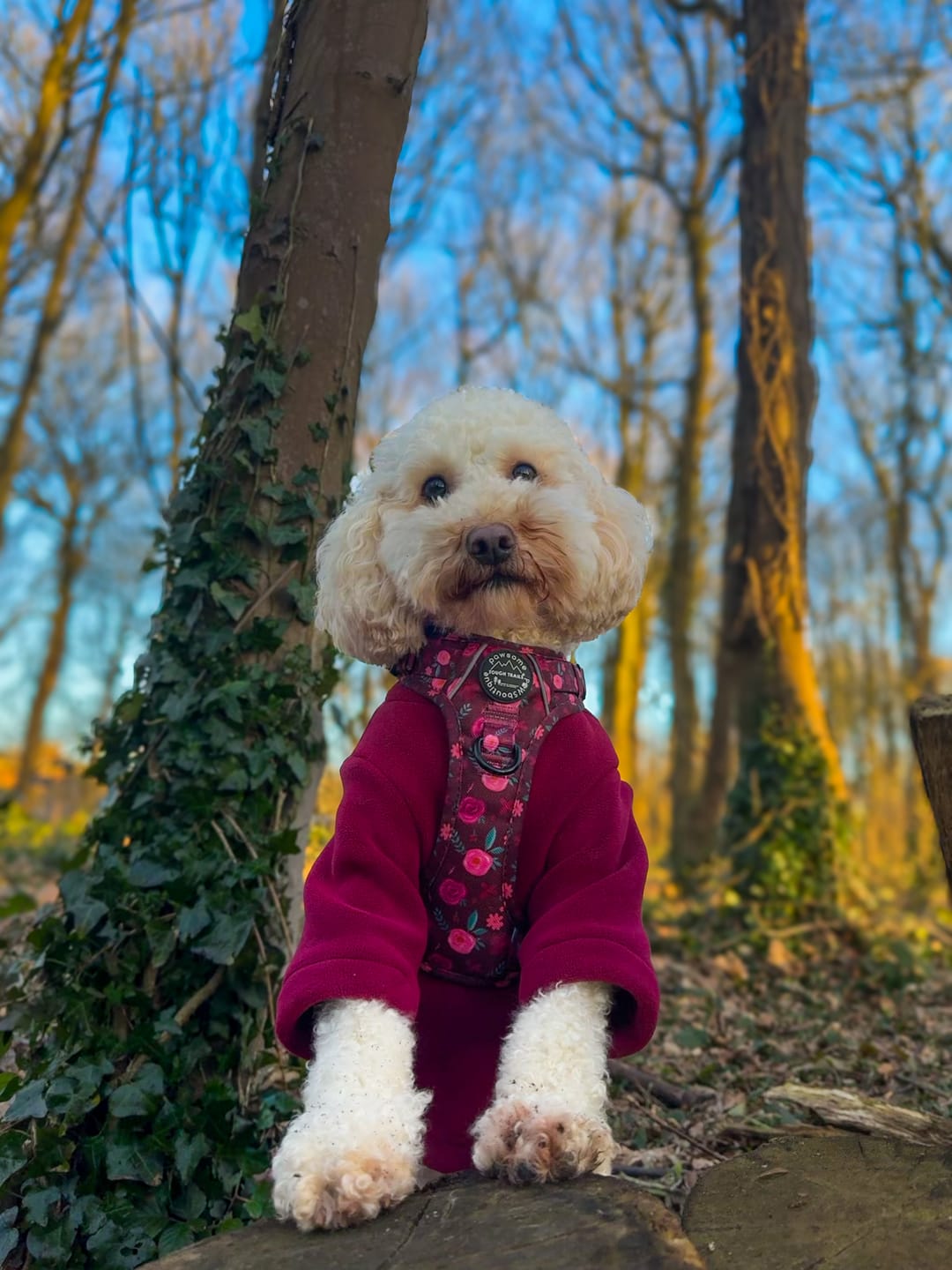 Customer photo review of Tough Trails™ Harness - Mable's Meadow