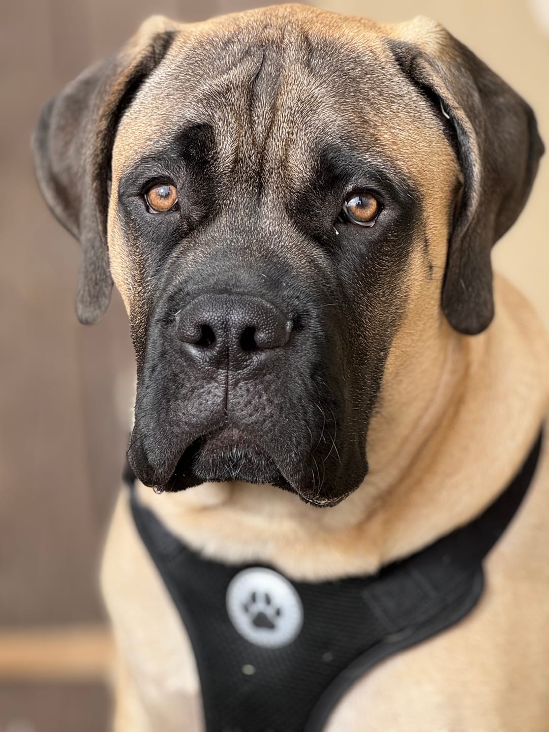 Customer photo review of Calming Hemp Oil for Dogs | CBD, Chamomile, L-Theanine
