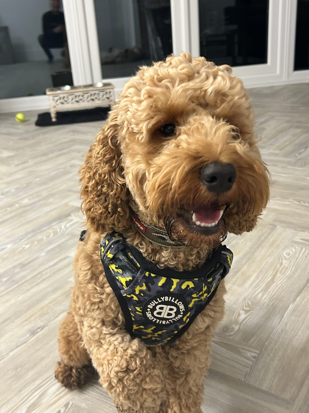 Customer photo review of Comfort Premium Harness | Non Restrictive - Lightning