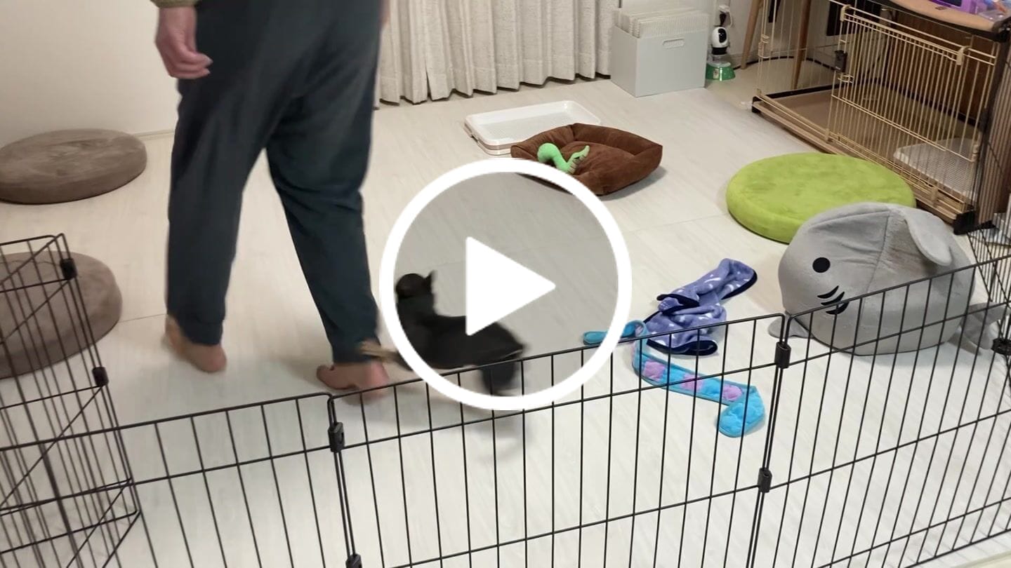 Customer video review of PARKLON DIYペットロールマット 幅が選べる５サイズ　厚み1.2cm長さ700cm