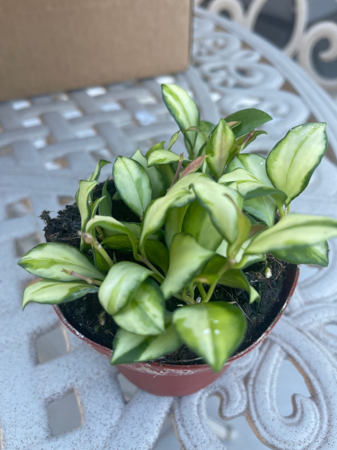 Customer photo review of Hoya heuschkeliana variegata
