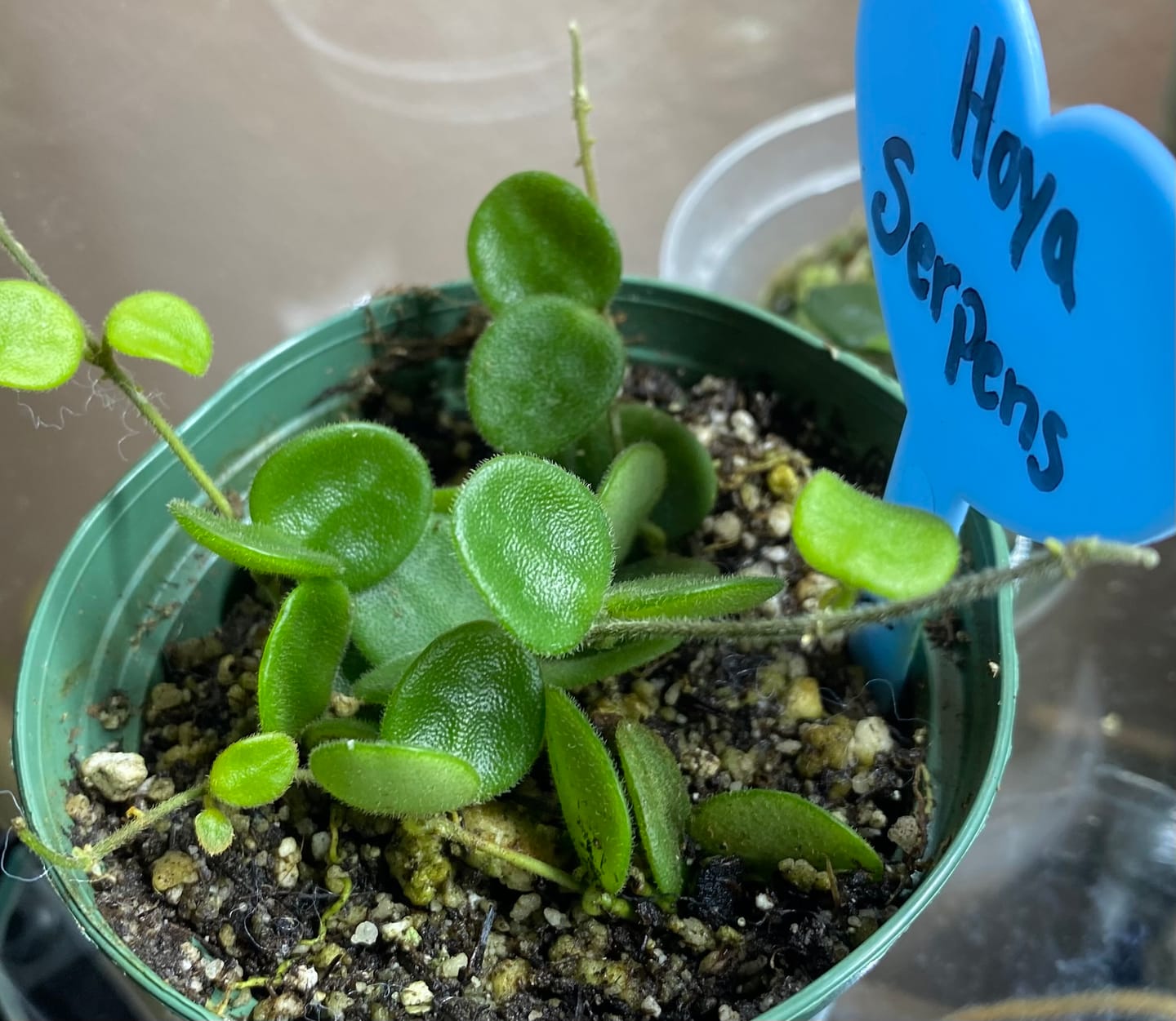Customer photo review of Hoya serpens