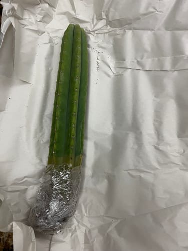 Customer photo review of San Pedro Cactus | Trichocereus (Echinopsis) Pachanoi