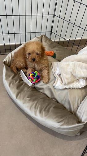 Customer photo review of Divanetto Velluto Beige