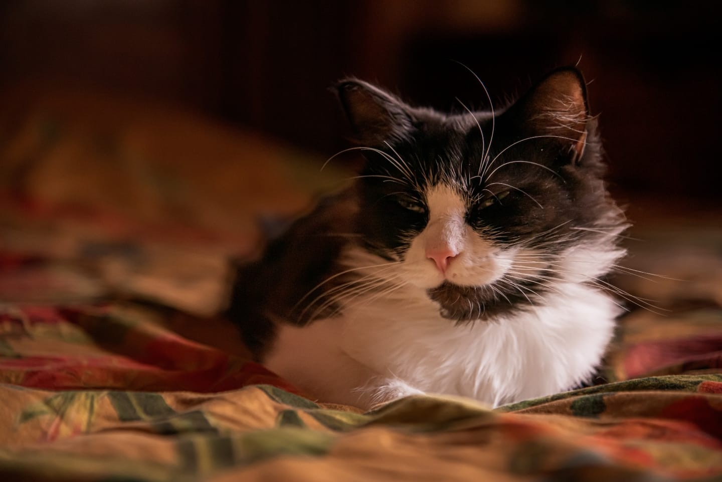 Customer photo review of Croquettes riches en poissons blancs frais (chat stérilisé)