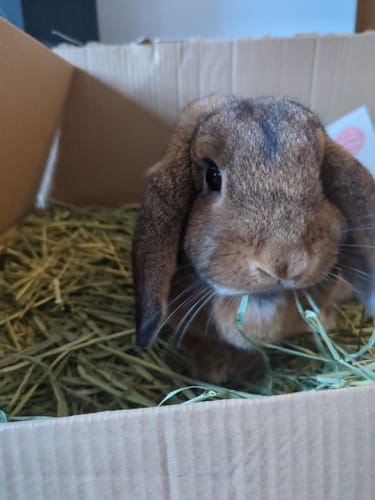 Customer photo review of Timothy Hay Box 'Coarse Cut'