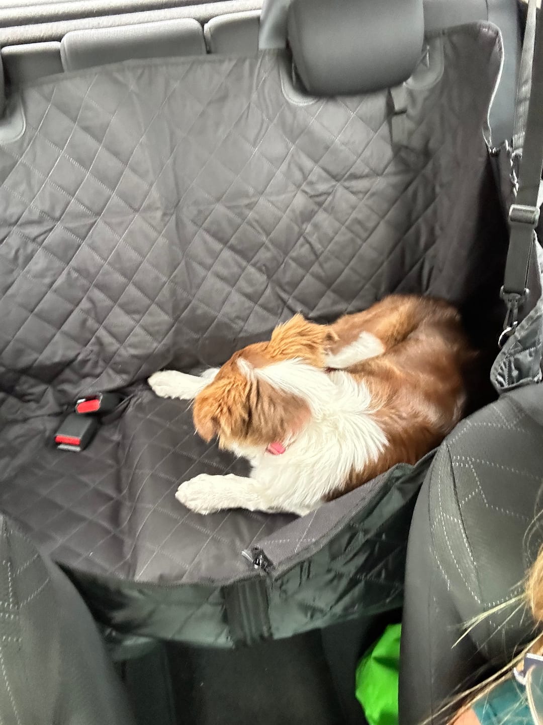 Customer photo review of Funda Cubre Asiento de Auto Para Perros