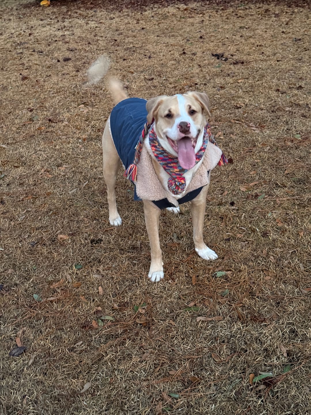 Customer photo review of Workdog Insulated Utility Jacket - Navy