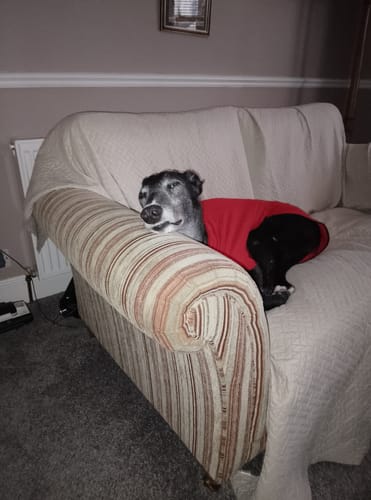 Customer photo review of Fleece Sighthound Base-Layer Coat with Underbelly and Snood