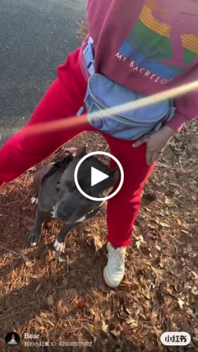 Customer video review of Metal-Buckle Tactical K9 Dog Collar With Hook & Loop Panel & Top Handle