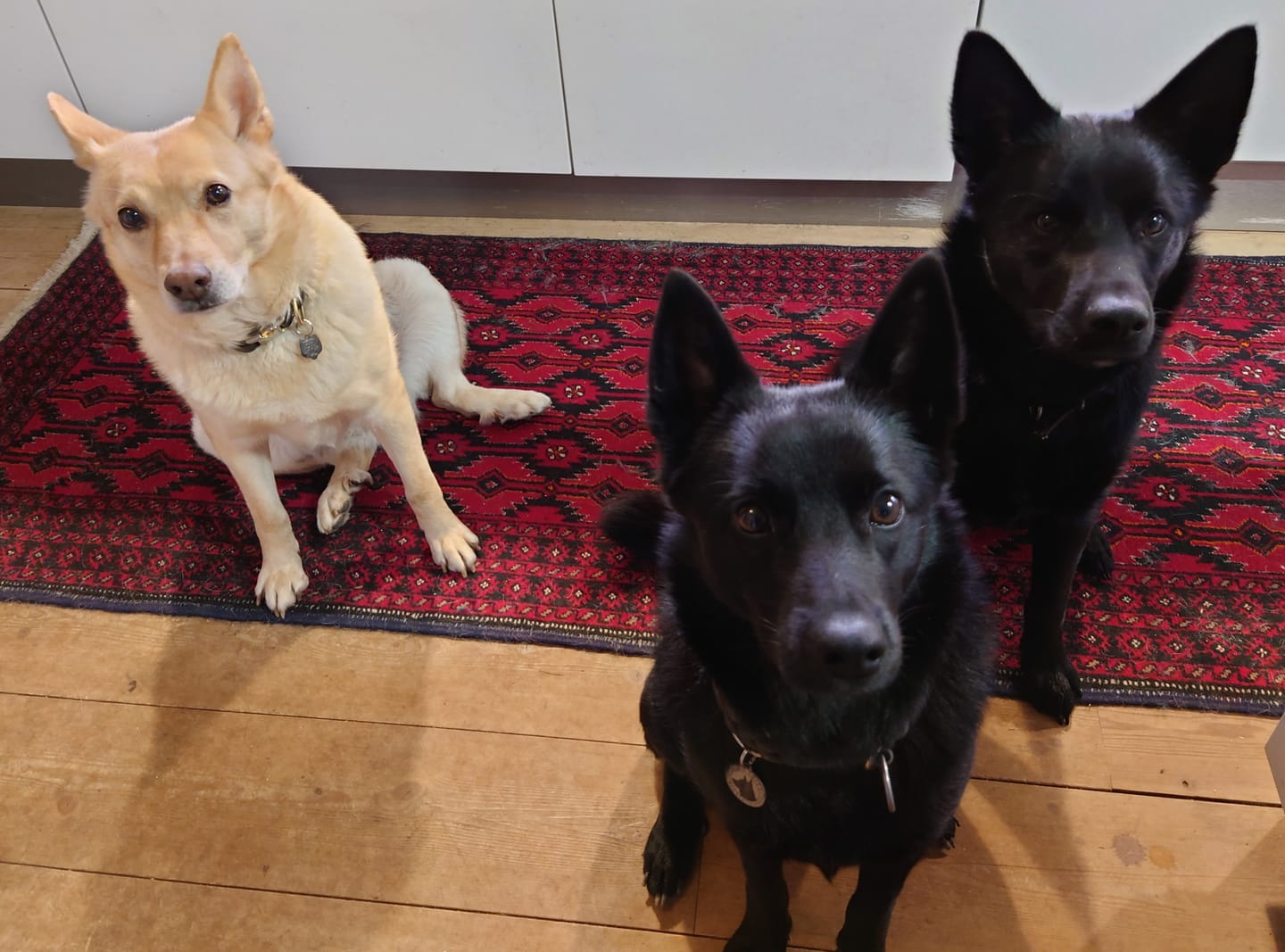 Customer photo review of Treats Taster Pack, prøv vores forskellige godbidder og find din hunds favoritter, 1 pose af hver, spar 10 %