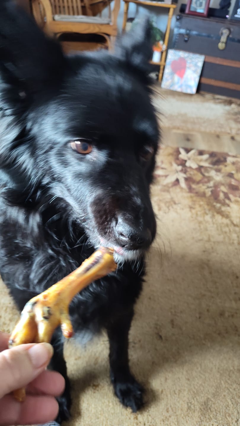 Customer photo review of Chicken Feet for Dogs
