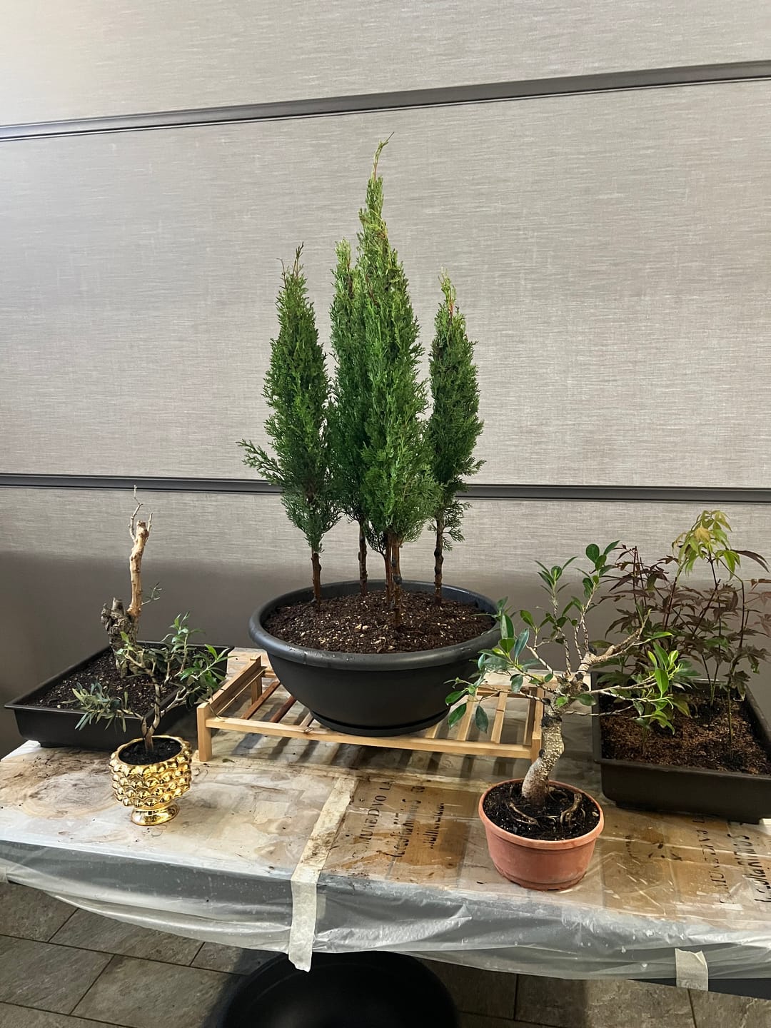 Customer photo review of VASI BONSAI PLASTICA RIGIDA PROFESSIONALI
