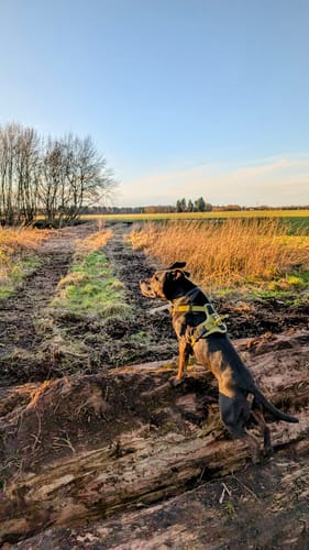 Hannah B. review of Anti Pull Hurricane Harness - With Handle - Olive Green image 1 out of 1