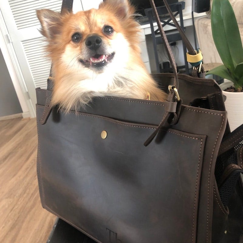 Customer photo review of Dog Travel Bag