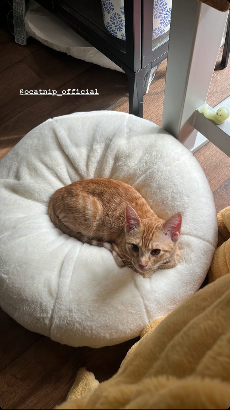 Customer photo review of Sourdough Pudding Bed