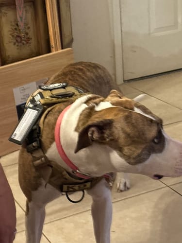 Customer photo review of 2MBH Harness Exchanges