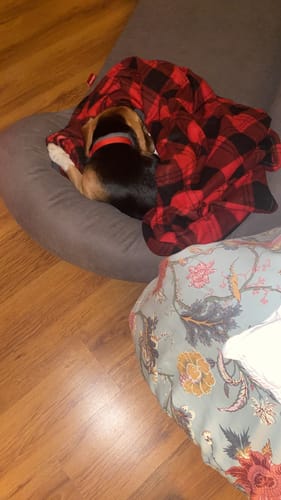 Customer photo review of Soft Foam Pet Couch - Rabbinic