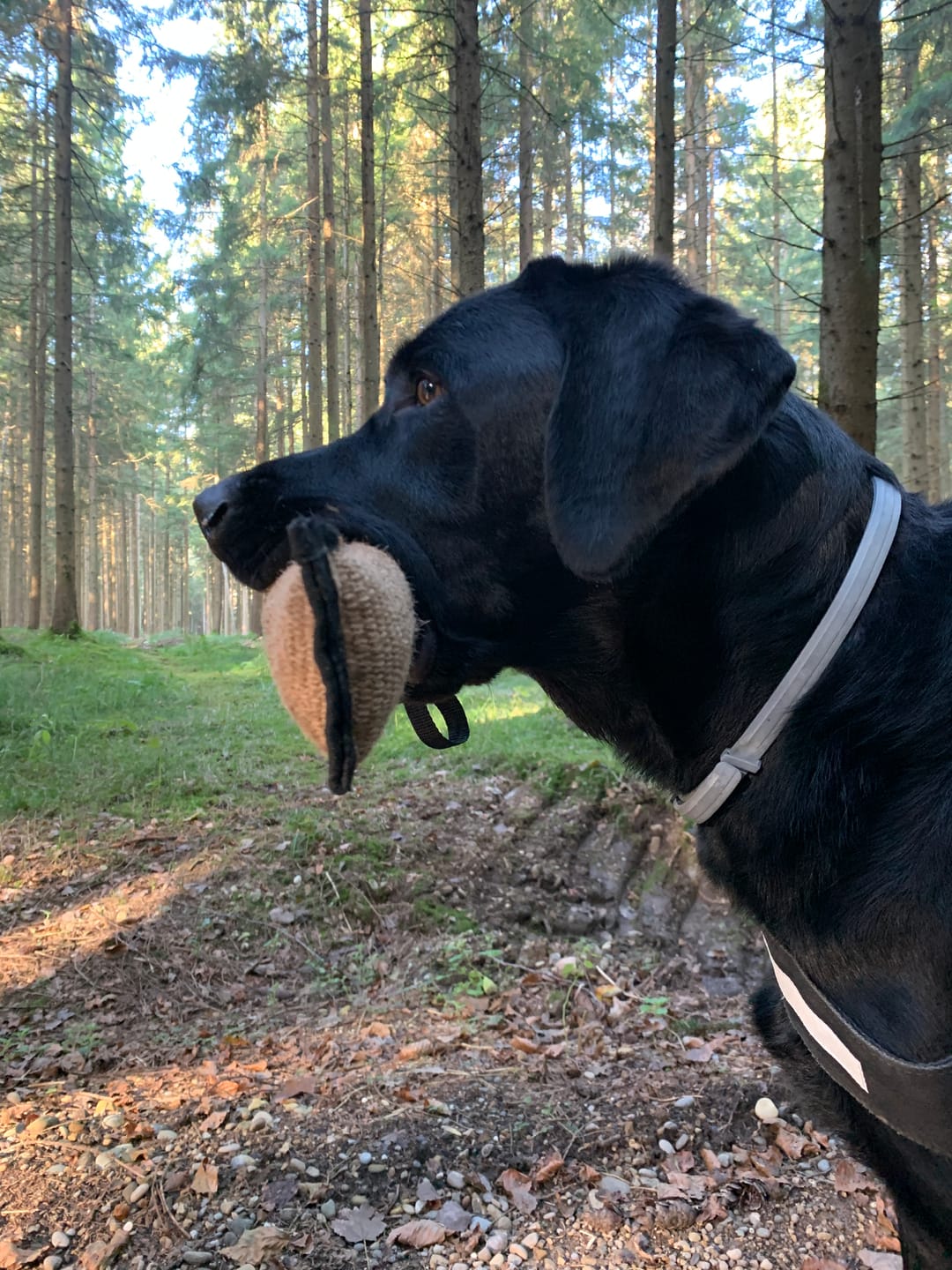 Customer photo review of Allergietest Pro Hund