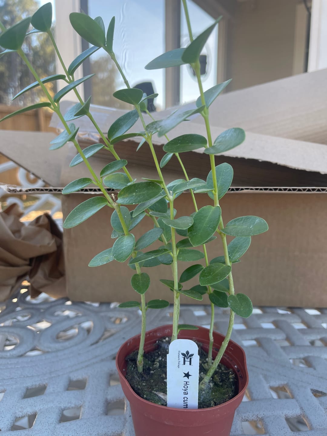 Customer photo review of Hoya cumingiana