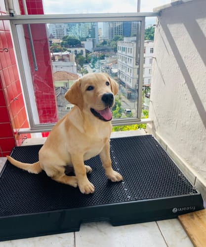 Customer photo review of Weasy Cão