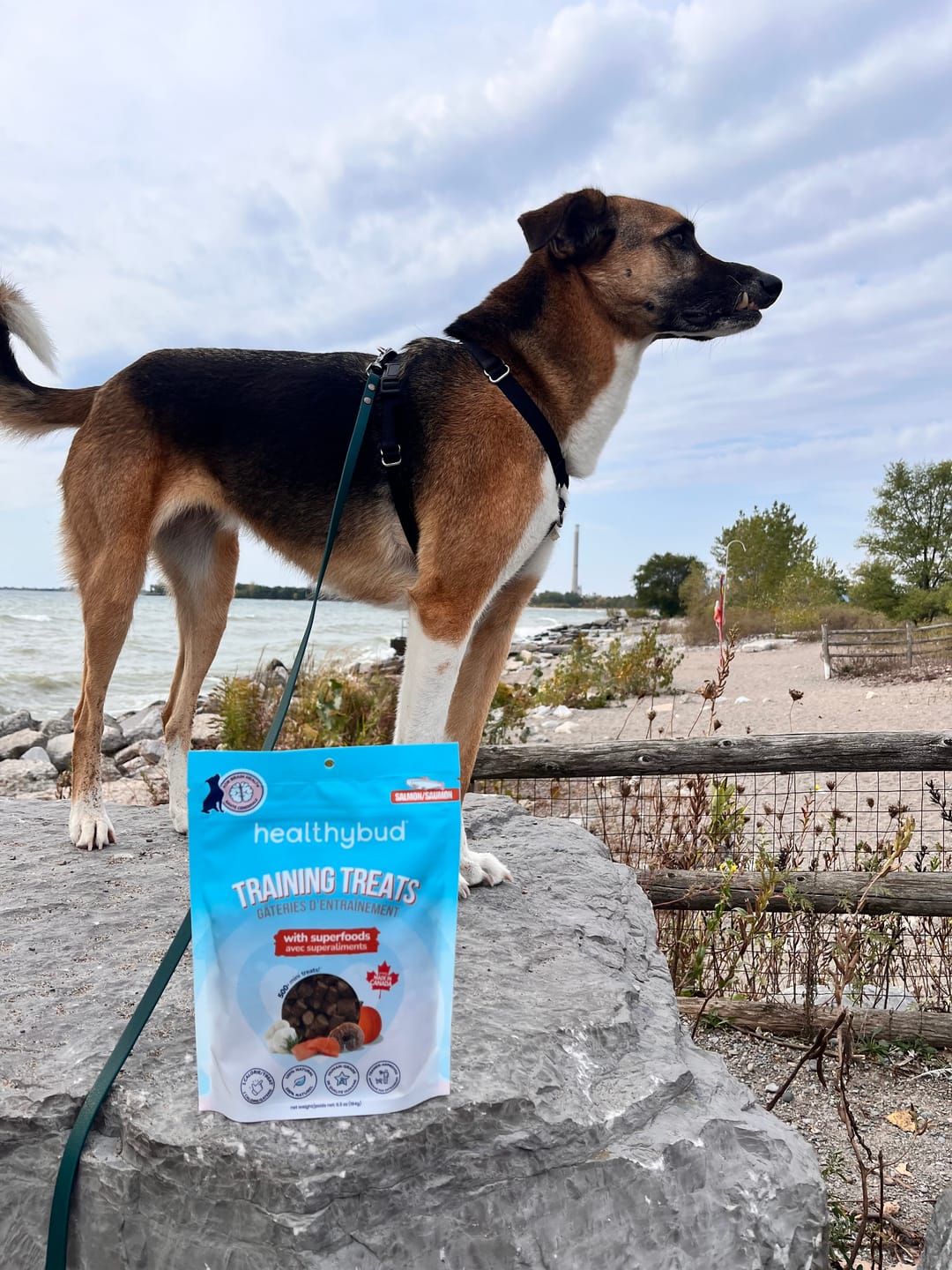 Customer photo review of Salmon Mini Training Treats