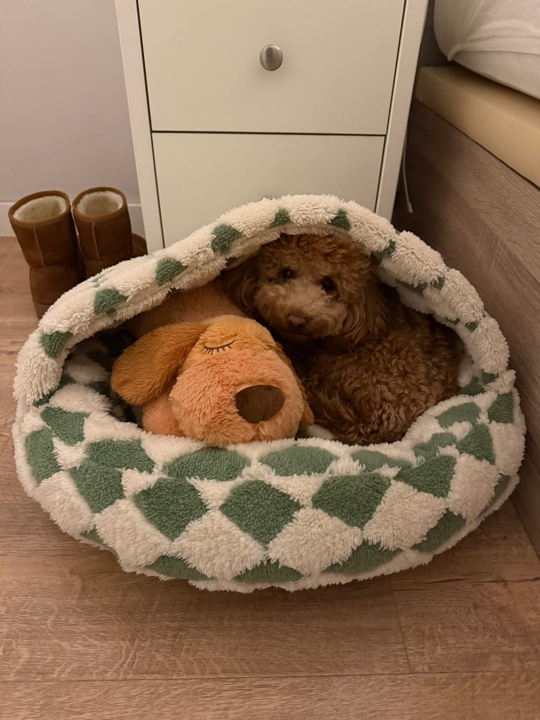 Customer photo review of Peluche Antiestrés para Mascotas