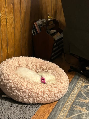 Customer photo review of FurLife™ 12 Months Flea and Tick Free