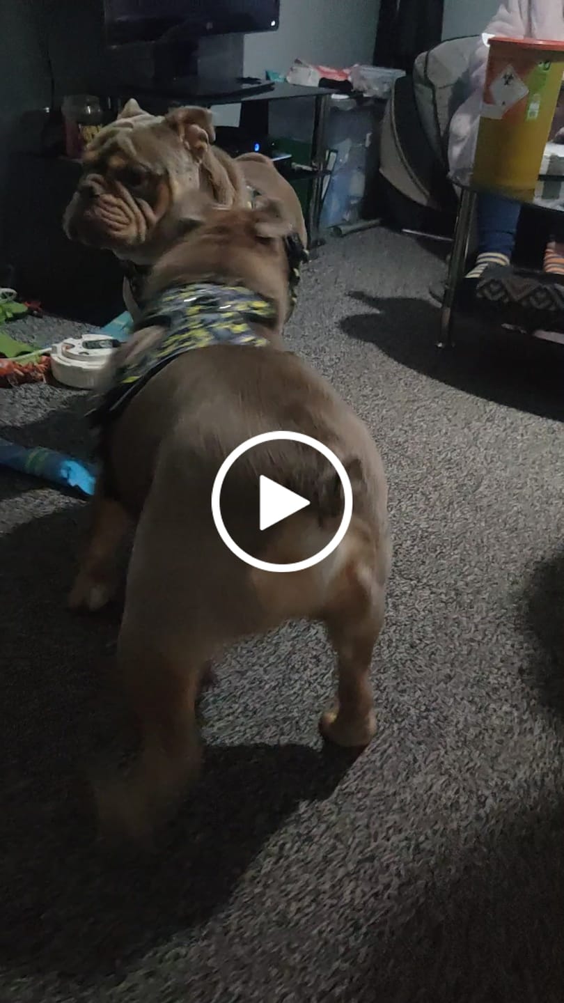 Customer video review of Comfort Premium Harness | Non Restrictive - Lightning
