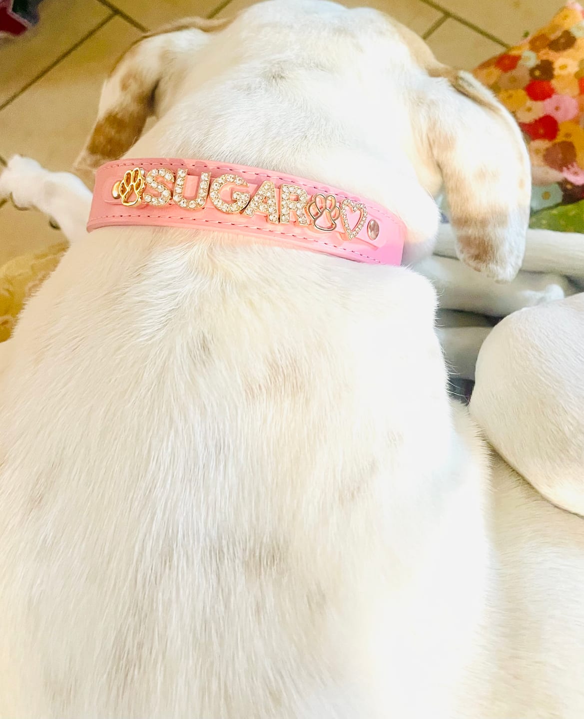 Customer photo review of CUSTOM DOG COLLARS WITH STUDDED JEWELRY