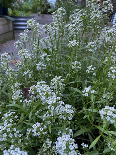 Customer photo review of Tiny Tim Sweet Alyssum Seeds