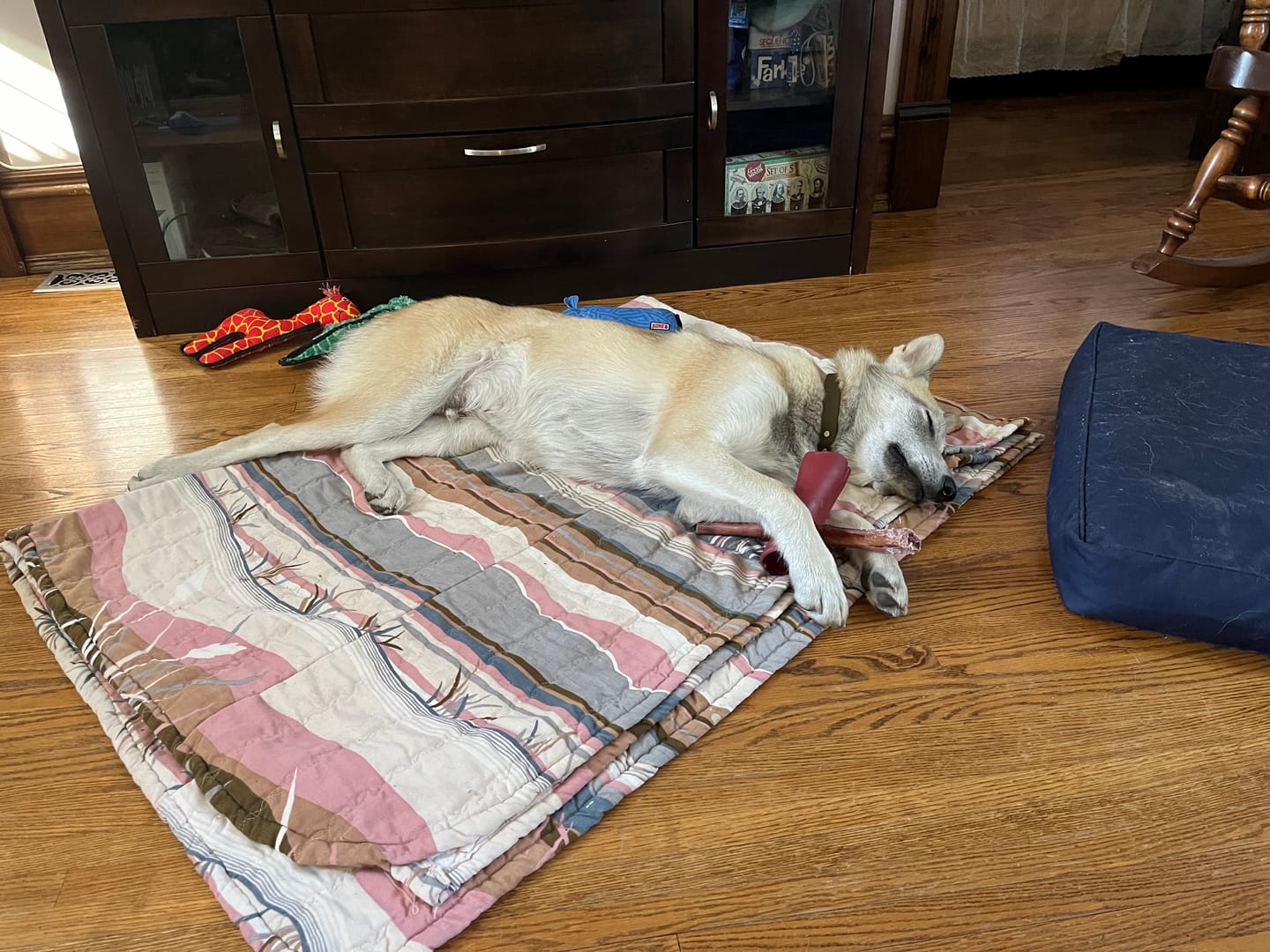 Customer photo review of 12 Inch Beef Trachea