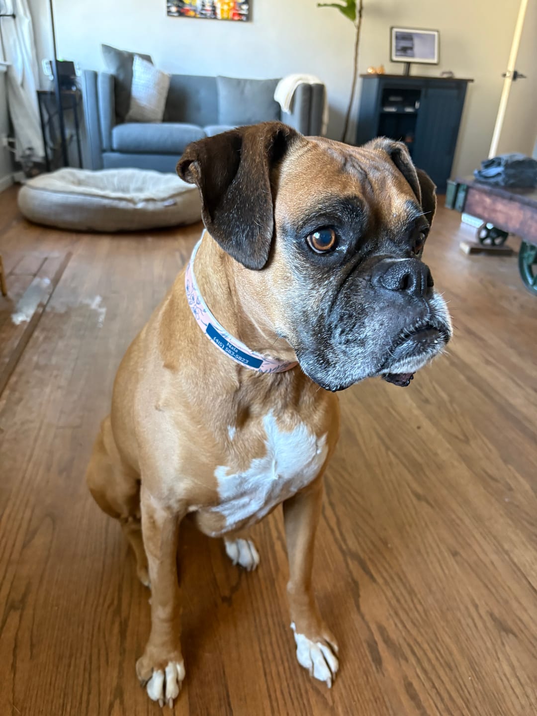 Customer photo review of Wild Herbs Dog Collar