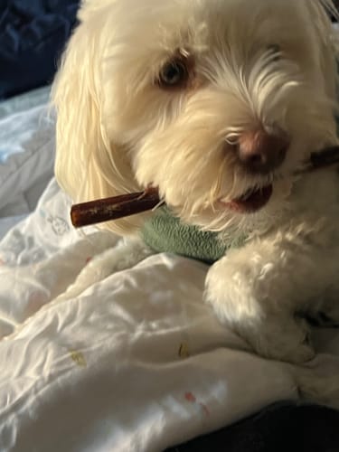 Customer photo review of 6" Thin Bully Sticks