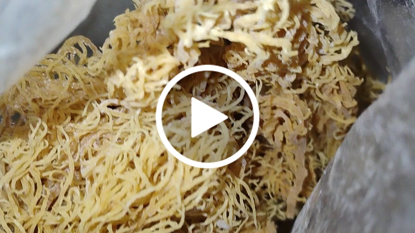 Customer video review of Wildcrafted Sea Moss from the pristine waters of St. Lucia