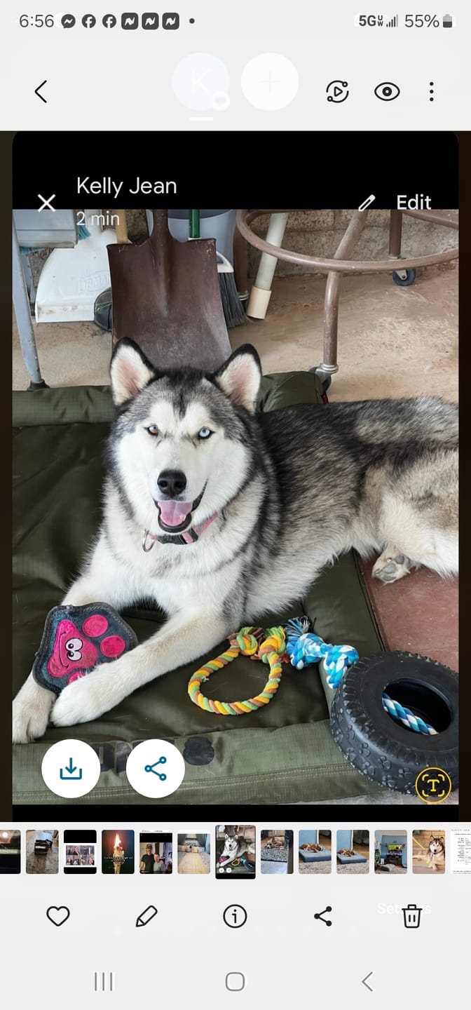 Customer photo review of furMe Grooming Vacuum Filter Replacement Pack
