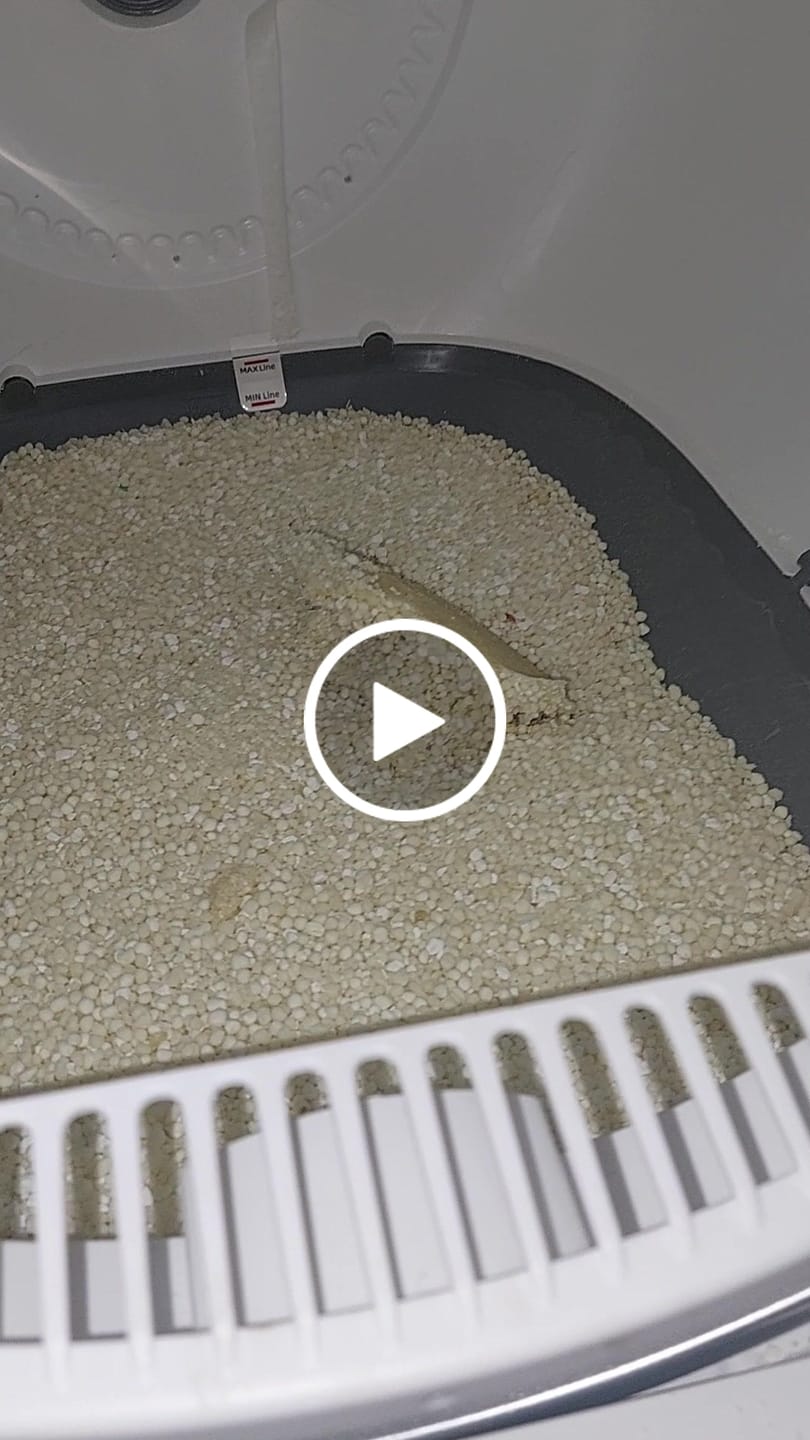 Customer video review of Michu Wonder Litter - Plant-Based & Automatic-Box Friendly 2.5kg/6L