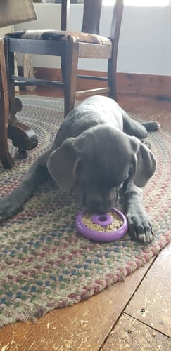 Customer photo review of Freez Doughnut - Super Durable Treat Toy