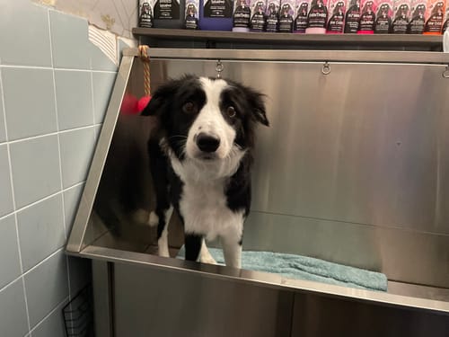 Customer photo review of Baby Fresh Dog Shampoo (5L)