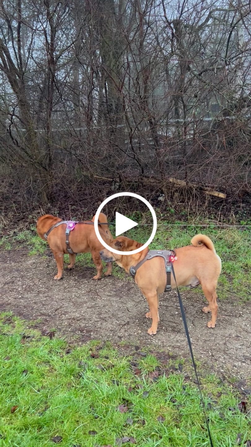 Customer video review of Safety Light - 4-i-1 Lygte Til Hund
