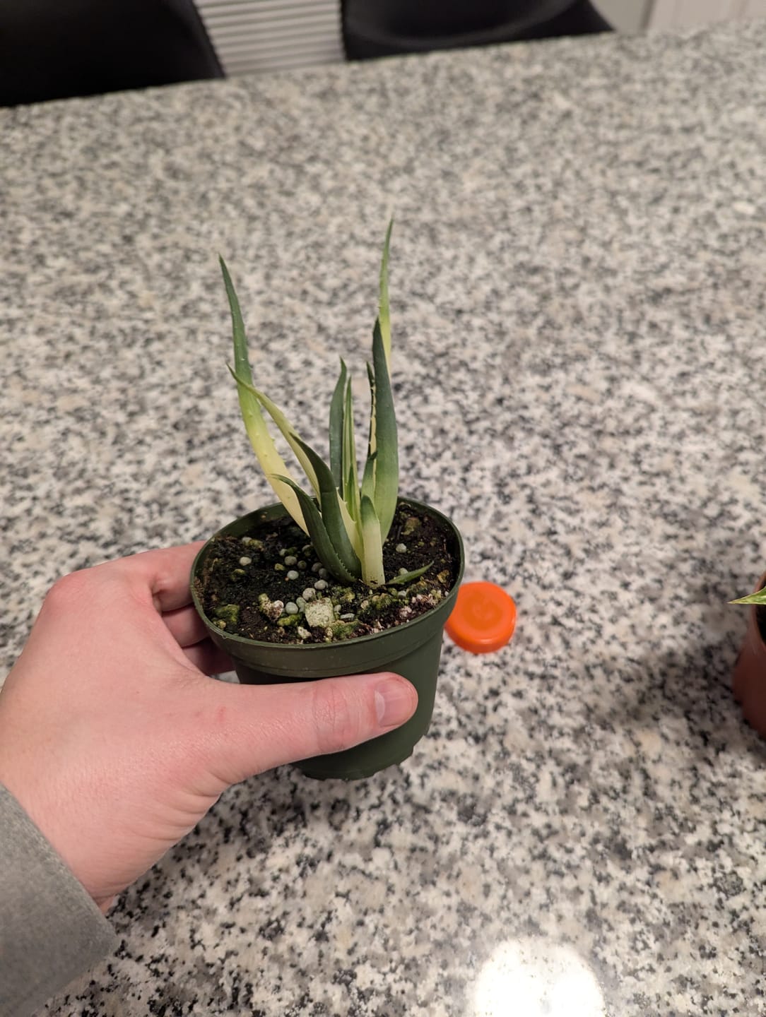 Customer photo review of Aloe ‘Solar Flare’