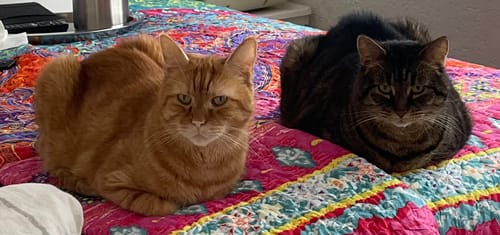 undefined review of Naturreines Katzenstreu image 1 out of 1