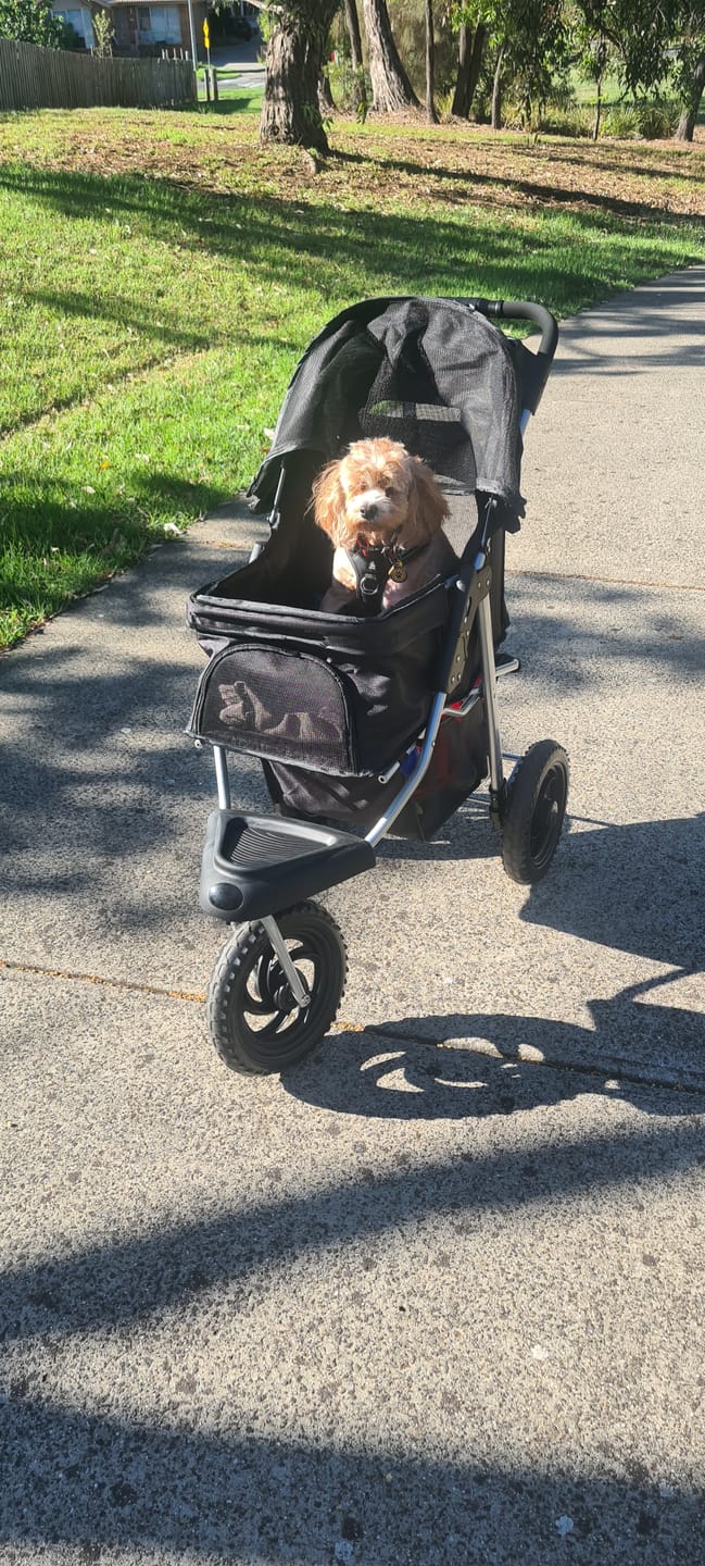 Customer photo review of PaWz Pet Dog Stroller Pram - Black