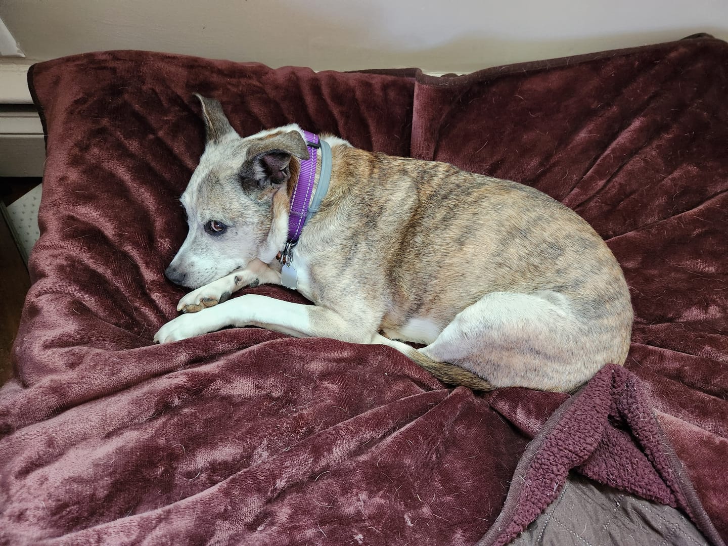 Customer photo review of Dog & Cat WALK-EASY® Joint & Hip Pain Relief Remedy