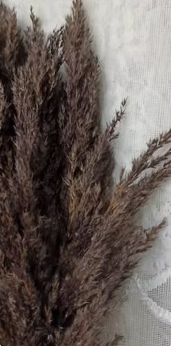 Customer photo review of Long Dried Flower Brown Pampas (5 stems)