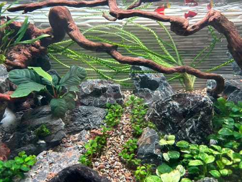 Customer photo review of Anubias Nana Pinto