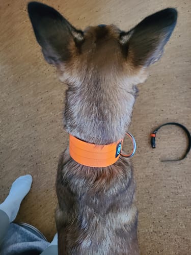 Customer photo review of 5cm Combat® Collar | NO Handle & Secure Clip - Orange