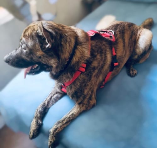 Customer photo review of Arnés Strap para Perros - Street Dogs - Red