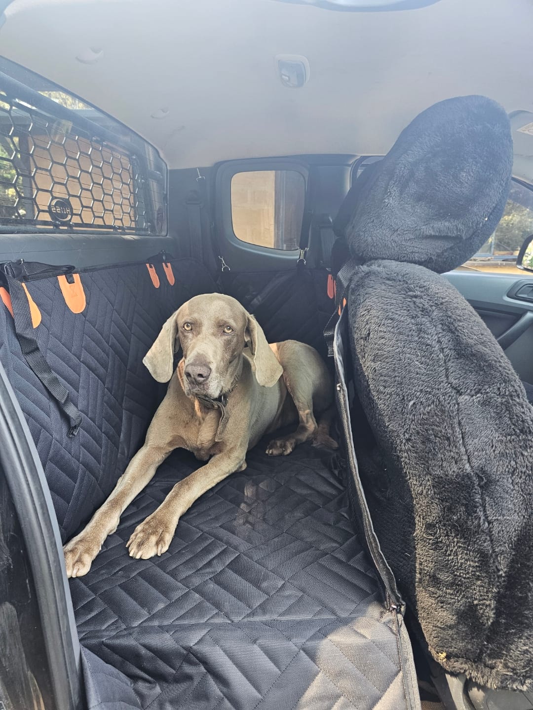 Customer photo review of Companion&Co Hard Bottom Car Seat Cover - NEW YEAR SALE