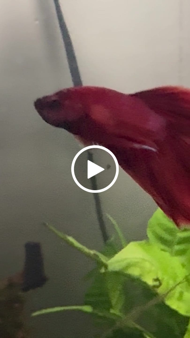 Customer video review of Super Red Halfmoon Male Betta Fish